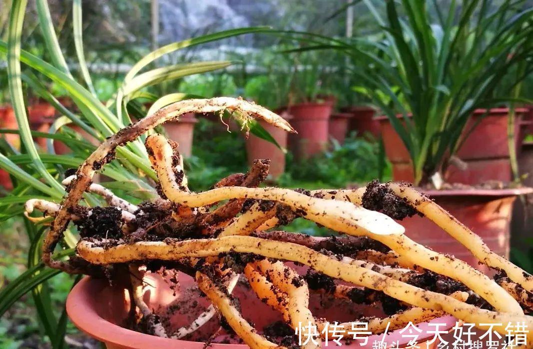 怎样让兰花不烂根？其实并不难，按照本文操作，我的兰花从不烂根