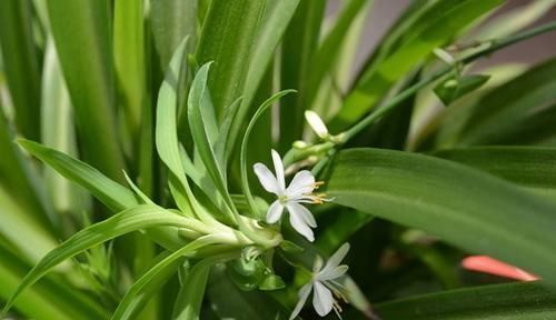 3种花不怕冷,遇水就疯长,寓意美好,花期超长!