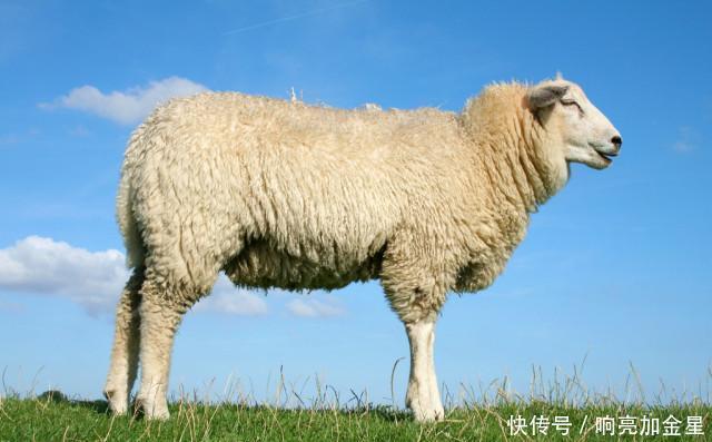 羊肉|南北吃羊大不同!为什么全国各地的吃货都喜欢秋冬吃羊肉