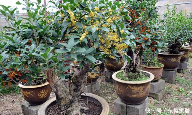 有钱人|家里这种花是“镇宅旺财”,有钱人都这么养,看看你家有没有