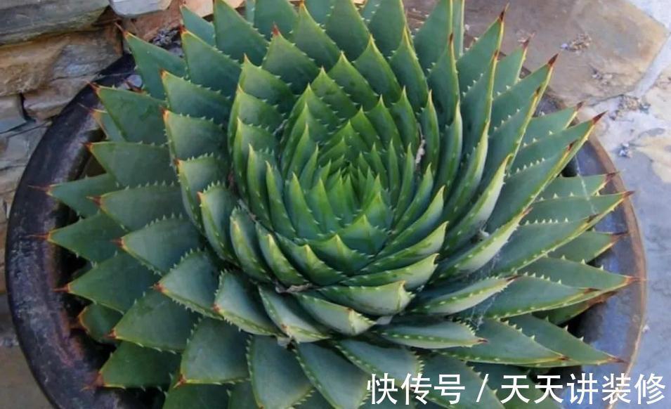 气温突降，盆栽芦荟该注意这些事项，不然茎叶全化水