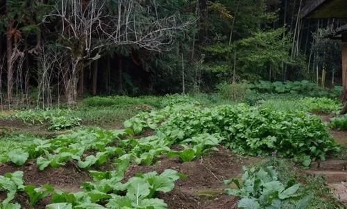 双亲|出生在几点钟的孩子,受到长辈疼爱,长大后出人头地,反哺双亲