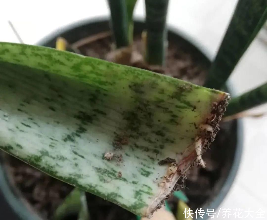 生根|6种花夏天扦插，枝条剁8段、撒土里，3岁小孩都能插活