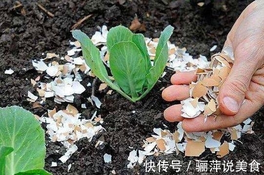 立冬,花盆挖洞埋下3种“宝贝”,花、叶蹭蹭冒,养啥都能“旺”