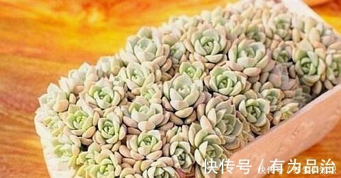 小齐|多肉叶插要“心狠”，不烂叶，出芽快，提高成活率，小苗挤满盆！