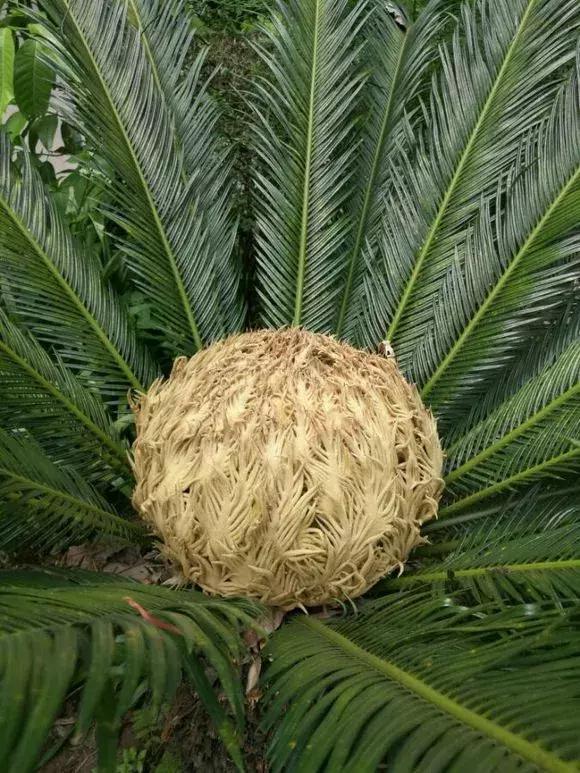 4种花有灵性,平时难开花,一有好事就开花!