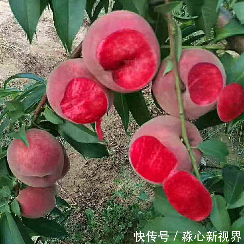 健康|阳台不要再浪费，聪明人此样做，绿色健康，吃不完还可以卖