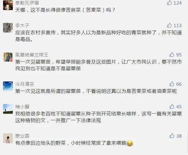 罂粟幼苗竟“撞脸”多种蔬菜！快来看看如何识别~