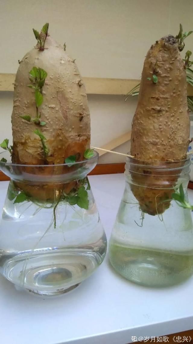 1粒花生丢水里,呼呼长成小森林,这艺术品给钱也不卖