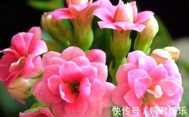 盆栽|长寿花品种众多花色娇艳,能够盆栽,养护的时候要注意的几个地方