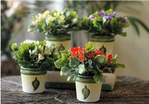 8种有害气体的“天然检测员”，好看又实用，养在家里是一宝