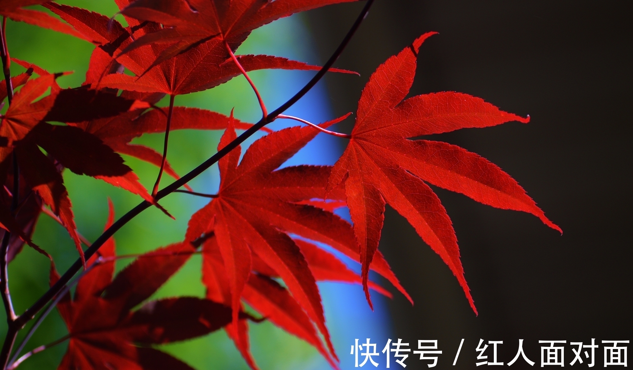 松桂!来自杜牧的一首五言诗,全篇情景交融,细细读来别有韵味