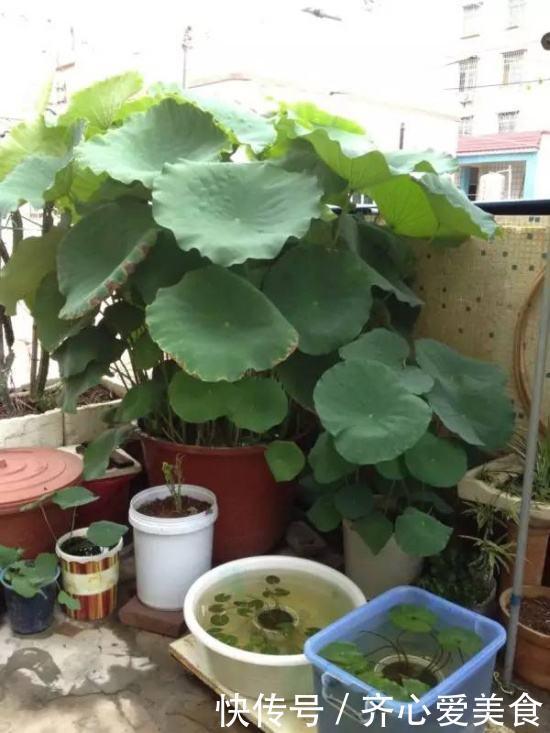 找个旧的大水缸,里面埋节藕,呼呼长出好多藕,产量惊人