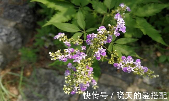 黄金|乡村一野草被人称为黄金，小时候砍当柴烧，却不知药用价值高