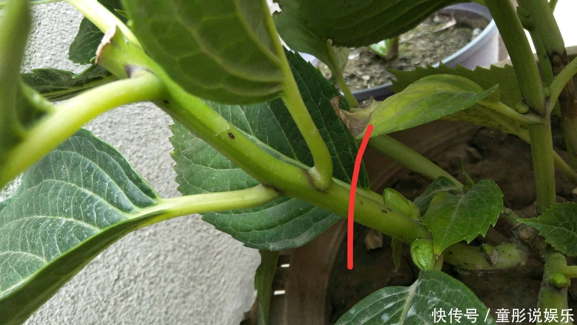 绣球花只会长叶不开花居然和修剪位置有关,剪对位置开花爆盆