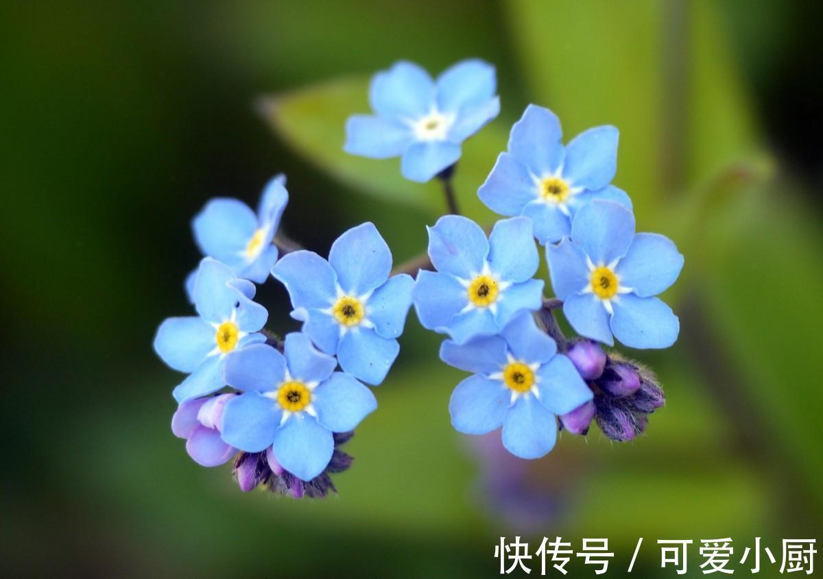 养花试试这几款,气味醇厚而不浑浊,是一种极好的天然香料