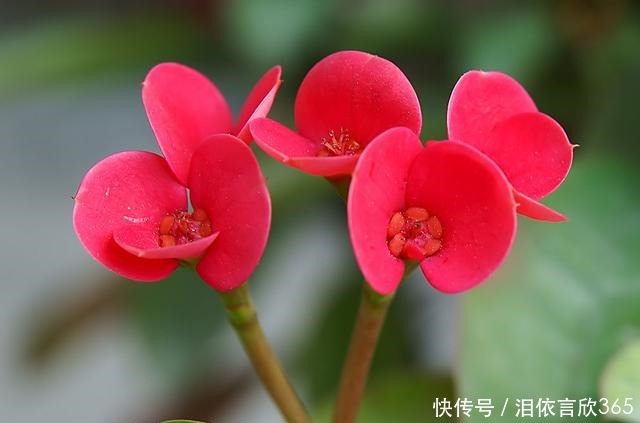 赏花|适合阳台养的3种花,清新优雅更艳丽,比绿萝还好养,四季能赏花