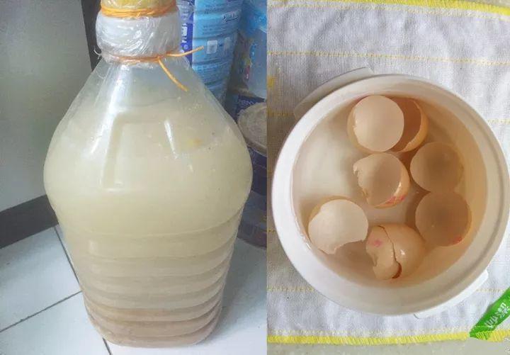 浇灌|给花浇点“开花水”,花苞全都冒出来,比激素还管用!