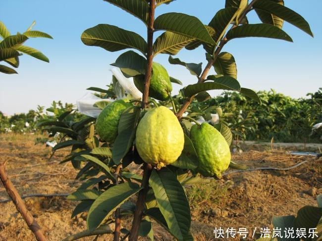 健康细胞|聪明人都知道,每天吃一点它,防癌、防止皮肤的老化、价格便宜