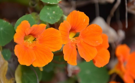 不如养一盆“旱金莲”吧!养护记住以下3点,开花不断,花色艳丽