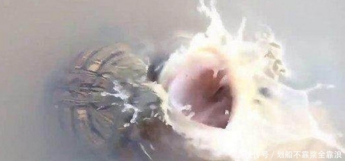 大乌龟|小伙子水塘钓乌龟,本以为很简单的事,不料下一幕却让他手脚发软
