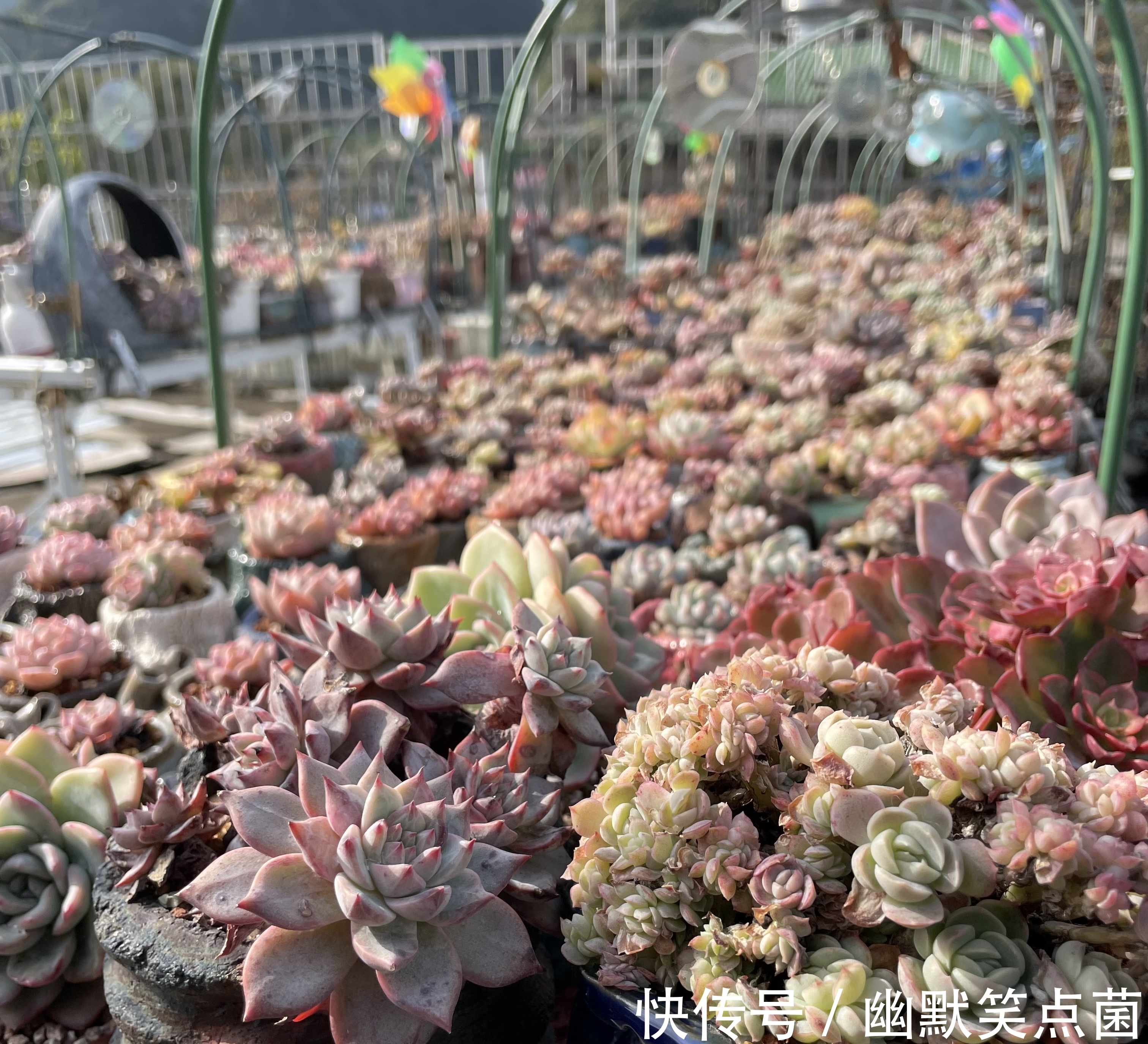 沐寒揽风，看几盆红绿肥瘦，等一春灿烂盛景