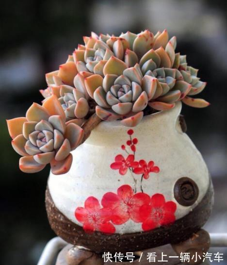 公认不好养的多肉白牡丹，改变养殖方法，长成小老桩，颇有韵味