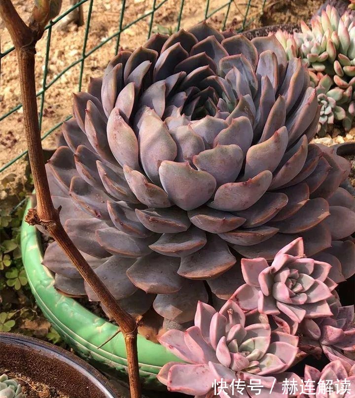 艾伦|姐姐养了9年的多肉,没有买肥就用它,个个长成精!