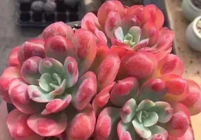 养了2年的多肉不见长?老花匠教你一招,掌握了轻松养出肉墩子