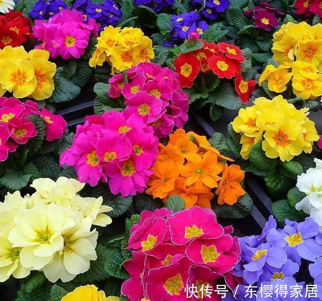 漂亮|12月在家养盆报春花,开花多又美,繁花似锦,漂亮极了