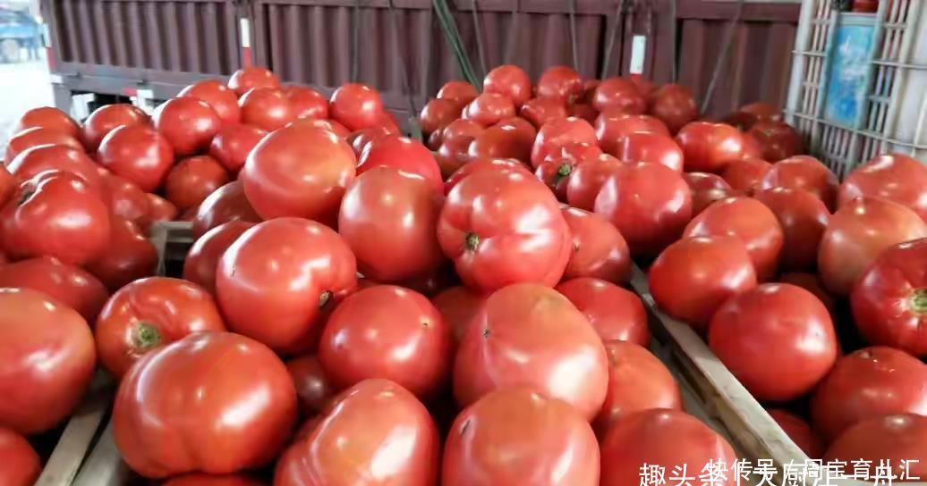 催熟|西红柿有没有打激素？看一眼这里就知道，老果农的方法太管用了