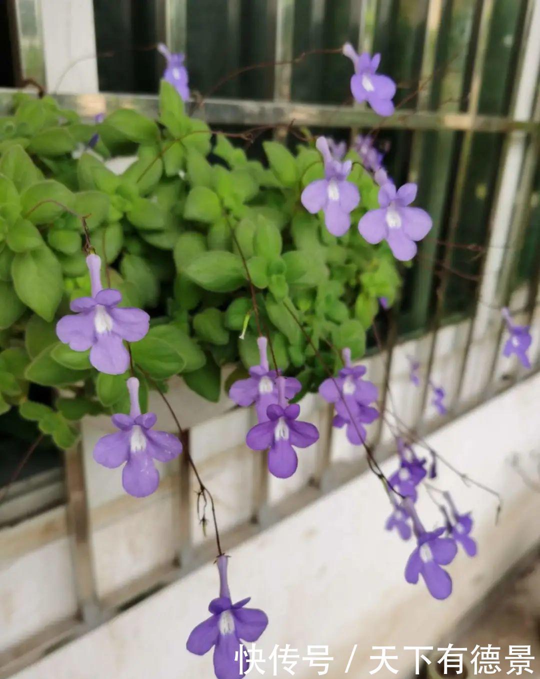 花友|夏天室内光不好,就养2种耐荫花,皮实好养开花多