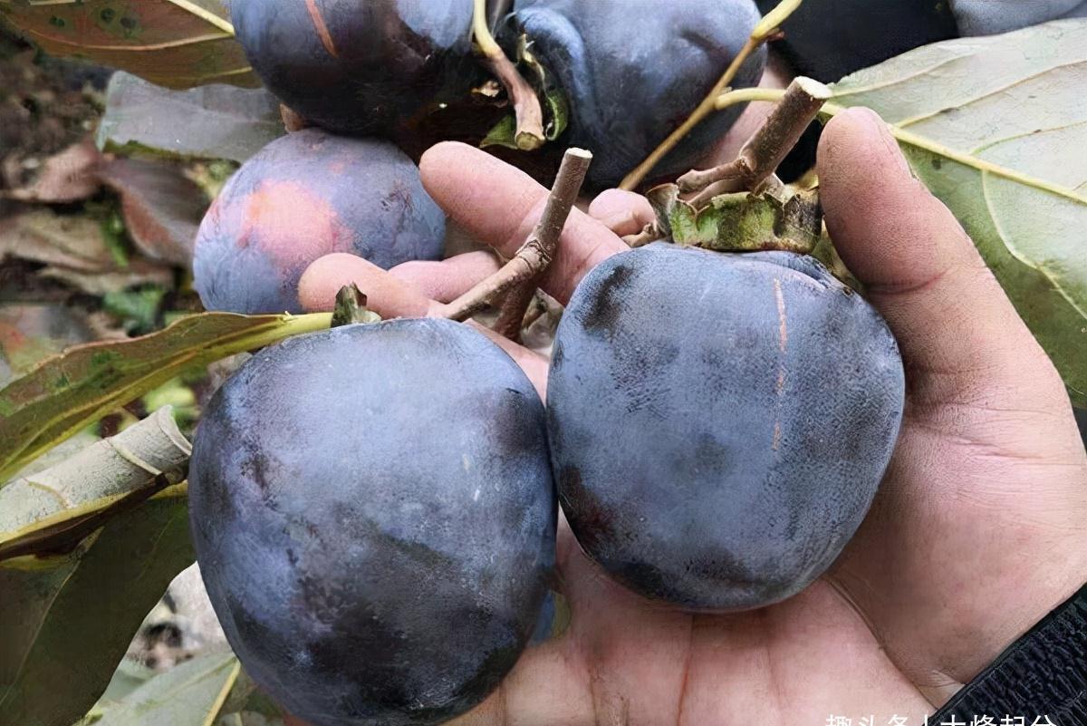 砂糖橘|冬季,有6种“时令水果”放开吃,应季新鲜维C多,走俏市场正便宜