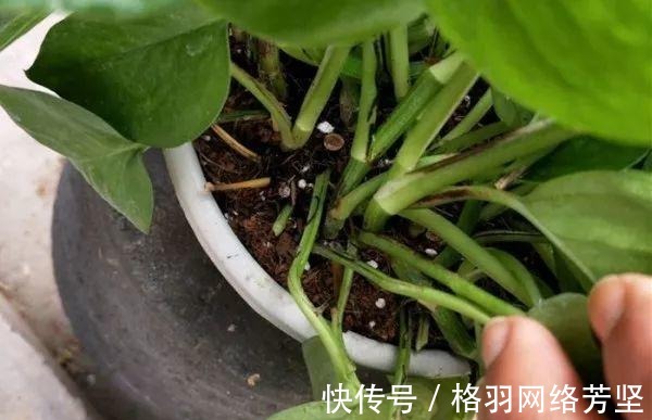 黄叶|绿萝又黄叶了, 这样一处理, 又是绿油油的一盆!