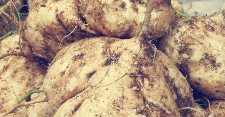 水果|想长寿得会吃,推荐吃4种水果,美容养生,调理血气,营养又健康