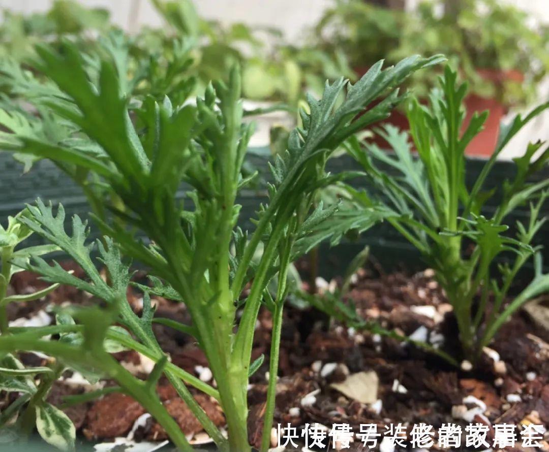 花量|6种花别养老桩,越老越不开花,赶紧扦插备份