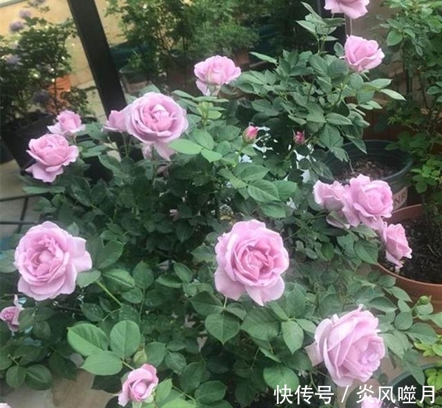 月季养得好,满足它喜好,一开花品高