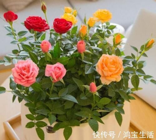 2种花,再漂亮也别养,太难养了,养花大神都难养活!