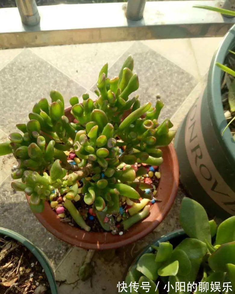 玉树能吸财，叶子长成存钱筒，太阳一晒红彤彤