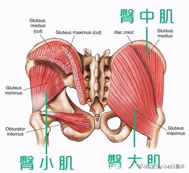 臀桥|土耳其健身女王，因翘臀而爆红，臀桥=翘臀？这样练才对
