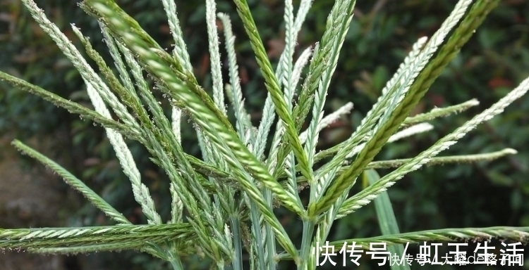 牛筋草|提个醒：在农村遇见此野草，记得要拔回家，有很大的用处，了解下