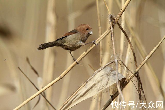 马踏湖|马踏湖生态保护区：湖水湖鱼生态湖泊 芦苇荷花鸟的天堂