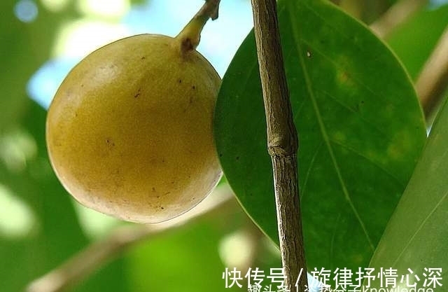 毒番石榴树|死亡之树!吃了会中毒,烧它也可能中毒,还有人吃过它的果实