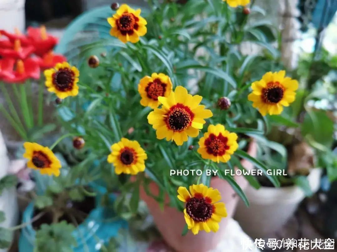 晒不死、热不死的花,越晒花越多,越热长越快