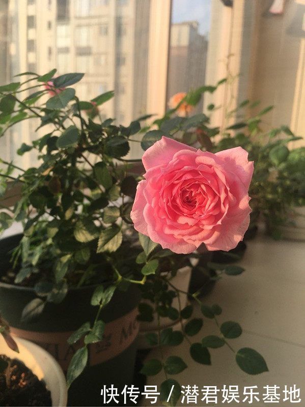 时尚|这些花是爆盆“能手”,时尚典雅,清新自然,深受花友的喜欢