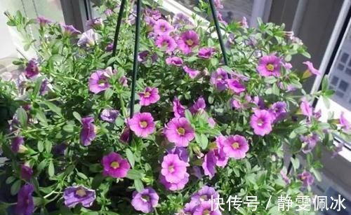 盆栽|刚刚接触养花,盆栽什么好?那就选此3款,成本低、观赏性高