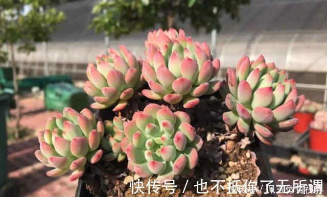 心血|老桩多肉该怎么换盆?2种方法“保活”,叫你心血不再白费