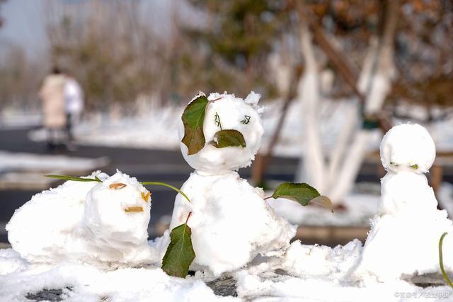 韦成柏$时逢小雪北风忽，旷野空山草萎枯。《小雪》诗词63首