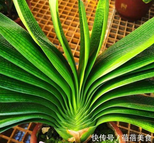 给君子兰浇水是个技术活，教你几招，让你晋升浇水专家