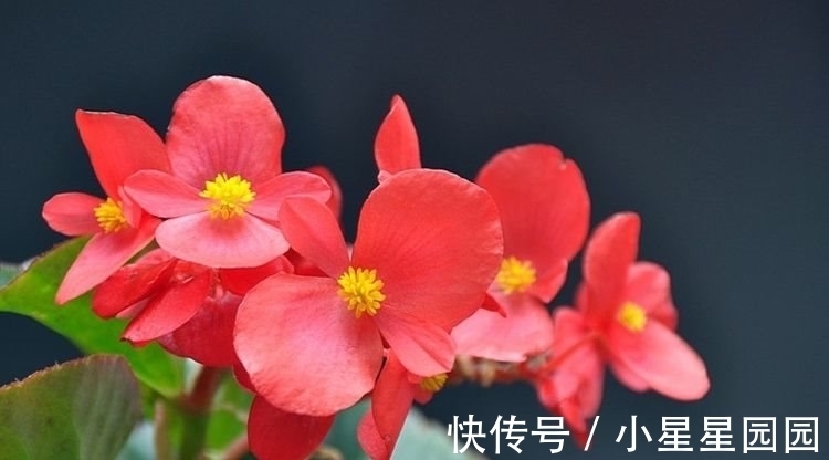 农历十一月大雪过后,养什么花?家里养3种花,顺心如意富贵吉祥